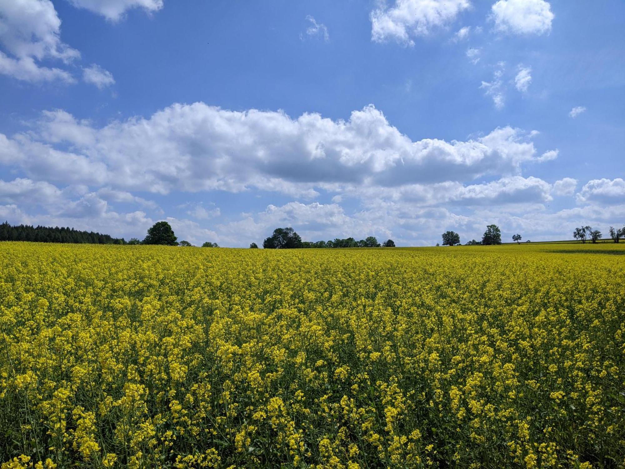 Ferienwohnung Aus-Zeit Auf Dem Lande Bad Gottleuba-Berggiesshuebel ภายนอก รูปภาพ